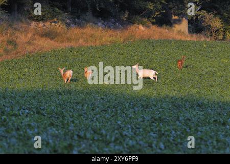 Roe deer and fallow deer on the run Stock Photo