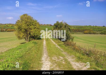 Saale Unstrut vineyards in autumn, Saale Unstrut vineyards in Germany in fall Stock Photo