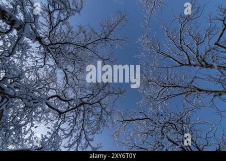 Snow-covered birch trees, Abisko National Park, Norrbotten, Lapland, Sweden, December 2012, Europe Stock Photo