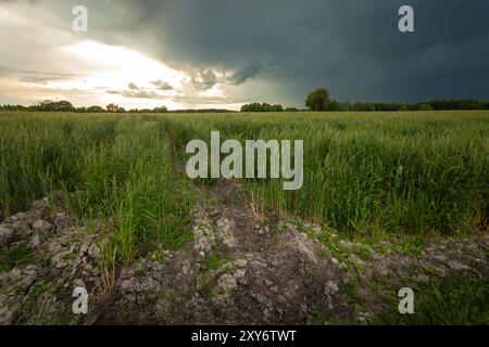 Stormy dark cloud and glare from the sun over a field with growing grain, spring day, eastern Poland Stock Photo