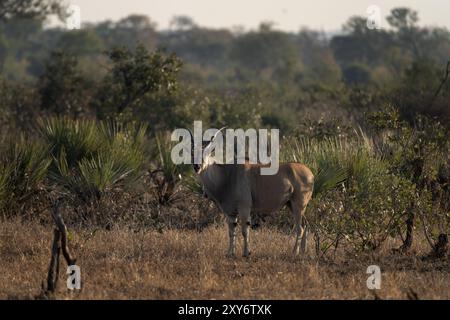 Common eland is staying among the bushes. Eland during safari in Kruger national park. The biggest antelope in Africa. . Stock Photo