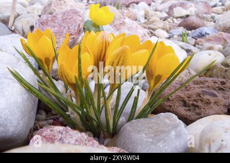 Crocuses in spring in the garden. Yellow crocuses in the lake garden Stock Photo