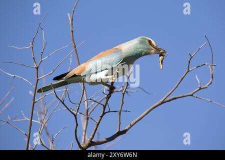 A European Roller with prey in its beak Stock Photo