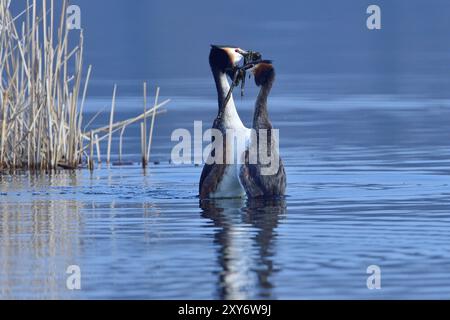 Great crested grebe displaying during mating ritual. Great crested grebe during penguin dance Stock Photo