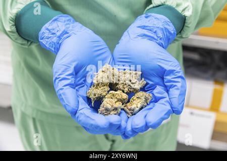 DEU/Saxony/Ebersbach The Saxon cannabis producer Demecan is now the first German company to be authorised to cultivate medicinal cannabis indefinitely Stock Photo