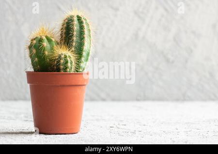 Succulent cactus in pot on white stone background, small decorative plant Stock Photo