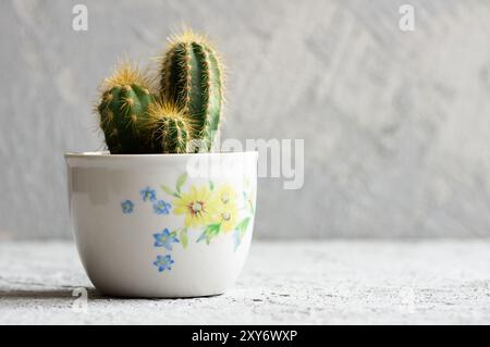 Succulent cactus in pot on white stone background, small decorative plant Stock Photo