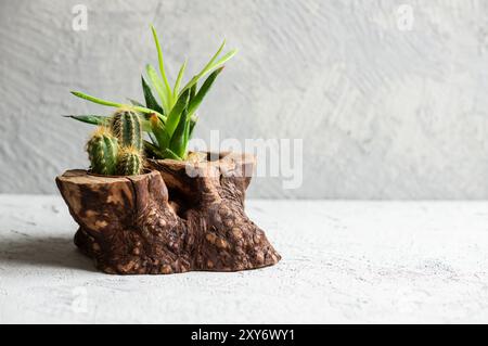 Succulent cactus in pot on white stone background, small decorative plant Stock Photo