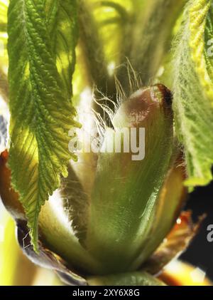 Chestnut, common horse-chestnut (Aesculus hippocastanum), sticky bud with young leaves, fine hairs to protect the young shoots, macro photograph Stock Photo