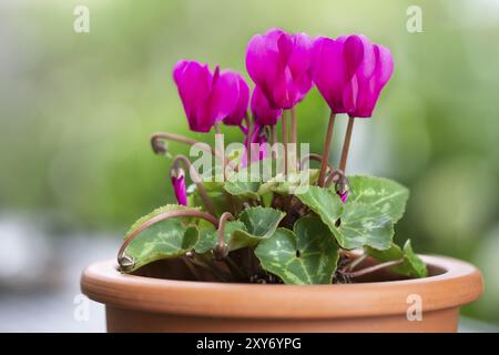 Flowering cyclamen (Cyclamen persicum) in a pot Stock Photo