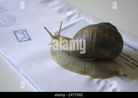 Vineyard snail on an envelope Stock Photo