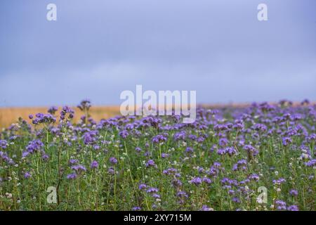 Blue sky , Golden Barley and Purple flowers.The attractive flower/ green manure margin against the barley crop. Phacelia & Buckwheat. Suffolk, UK Stock Photo