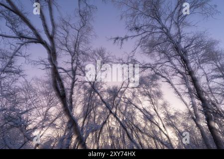 Snow-covered birch trees, Abisko National Park, Norrbotten, Lapland, Sweden, December 2012, Europe Stock Photo