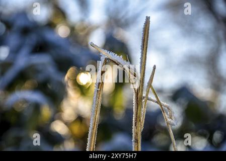 Den Helder, Netherlands. December 2022. Reed covered with hoarfrost Stock Photo