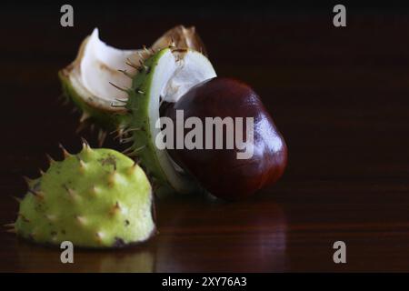 Chestnut with broken shells on dark brown wood, autumn, still life, copy space Stock Photo