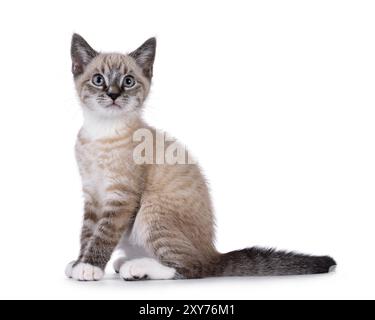 Cute house cat kitten, with tabby point pattern, sitting up side ways. Looking up and above camera. isolated on a white background. Stock Photo