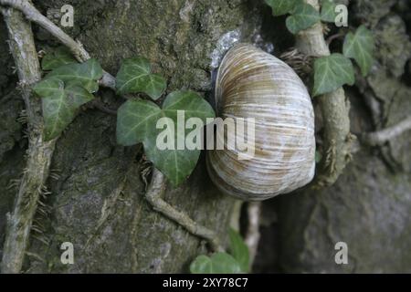 Vineyard snail in dry dormancy on a tree trunk Stock Photo