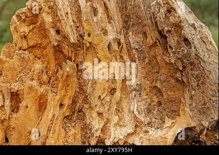Tree trunk eaten by insects. Natural old tree texture. Wood surface defects and fibres up close. Stock Photo