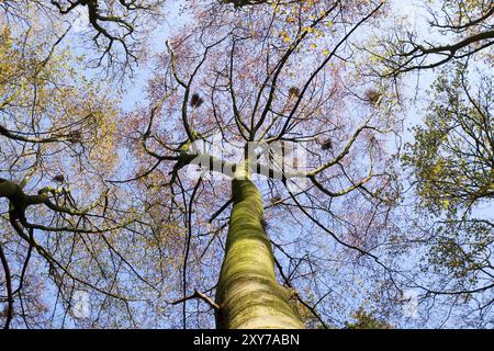 Tree tops over sky in the autumn forest Stock Photo