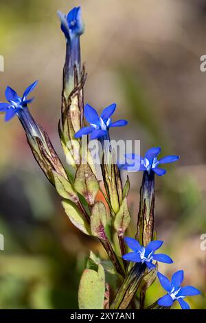 Alpine gentian Stock Photo