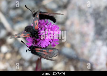 Burnett moths Stock Photo