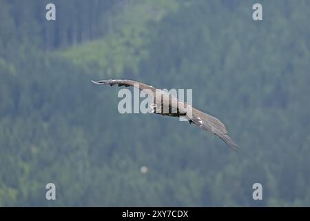 Bearded vulture (Gypaetus barbatus), flying, Hohenwerfen Castle, Salzburger Land, Austria, Europe Stock Photo