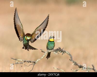 European Bee-Eater (Merops apiaster) pair with prey in beak, Calera near Talavera de la Reina, Spain Stock Photo