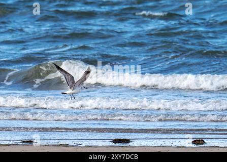 A juvenile Common Gull, Larus canus on Walney Island, Cumbria, UK. Stock Photo