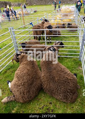 Swaledale rams at the Reeth Show in Swaledale, Yorkshire Dales, UK. Stock Photo