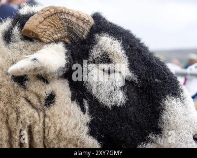 Swaledale ram at the Reeth Show in Swaledale, Yorkshire Dales, UK. Stock Photo