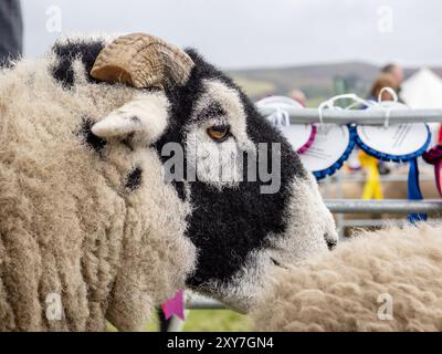 Swaledale ram at the Reeth Show in Swaledale, Yorkshire Dales, UK. Stock Photo