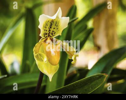 Closeup of a beautiful yellow Lady's Slipper Orchid Stock Photo