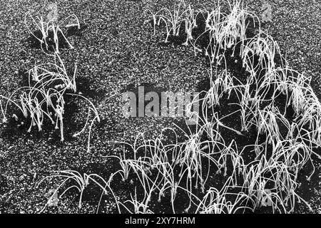 Reeds in a frozen lake, Norrbotten, Lapland, Sweden, October 2017, Europe Stock Photo