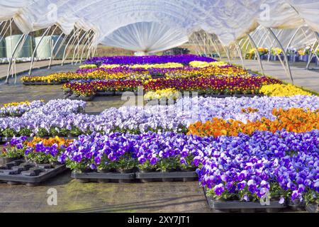Dutch plastic greenhouse with path and colorful flourishing pansies Stock Photo