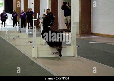 Lincoln, UK - August 4th 2024: A competing dog from the Sirius Stars Flyball team runs down its lane, during the UK Flyball Championships. Stock Photo