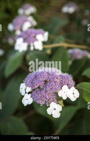 Flowering velvet hydrangea (Hydrangea sargentiana) Stock Photo