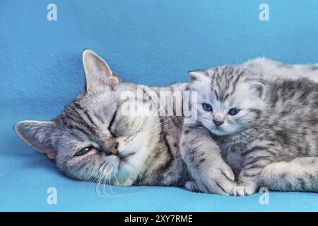 British shorthair black silver tabby spotted mother cat lying with young kitten on blue garments Stock Photo