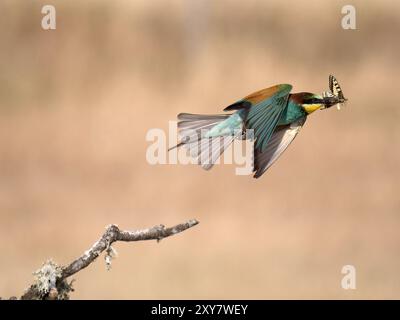 European Bee-Eater (Merops apiaster)  in flight with prey in beak, Calera near Talavera de la Reina, Spain Stock Photo