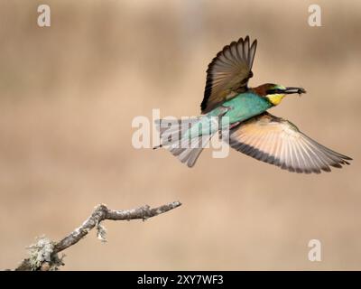 European Bee-Eater (Merops apiaster)  in flight with prey in beak, Calera near Talavera de la Reina, Spain Stock Photo