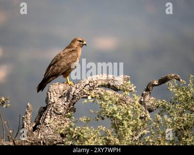 Common Buzzard (Buteo buteo) perched  on branch in mountain, Calera near Talavera de la Reina, Spain Stock Photo