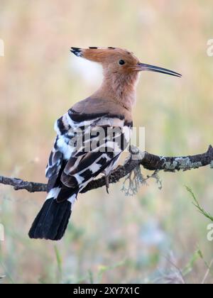 Eurasian Hoopoe (Upupa epops) perched on branch, Calera near Talavera de la Reina, Spain Stock Photo
