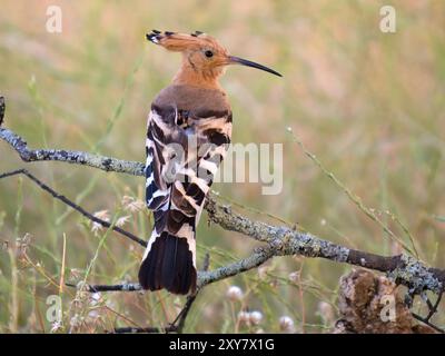 Eurasian Hoopoe (Upupa epops) perched on branch, Calera near Talavera de la Reina, Spain Stock Photo