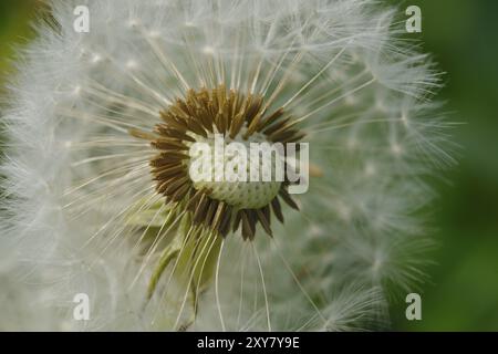 Macro from a Taraxacum officinale, detail from a common dandelion Stock Photo