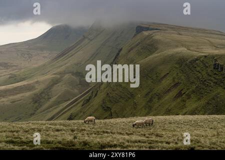 Sheep grazing in the Carmarthen Fans, with dark clouds over Bannau Sir Gaer in Carmarthenshire, Dyfed, Wales, UK Stock Photo