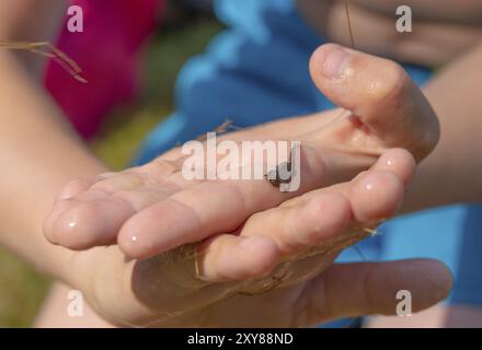 A frog tadpole with developed limbs held in a hand Stock Photo