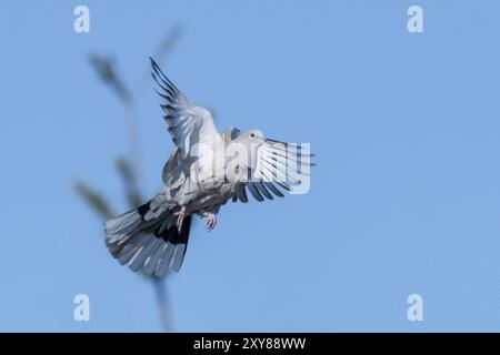 Flying wood pigeon with ruffled feathers in front of a blue sky Stock Photo