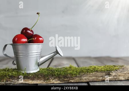 Sweet cherry berries in metal watering can container on wooden background table, concrete gray wall. Freshness, summer composition. Eco, bio farm food Stock Photo
