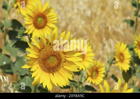 Sunflowers field 10 Stock Photo