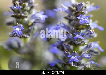 Flowering pyramidal bugle (Ajuga Pyramidalis) Stock Photo