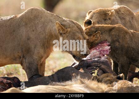 Pride of lions feeding on a buffalo Stock Photo